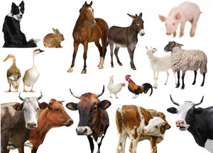 (Boerderij) Dieren & Pluimvee