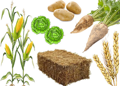 Getreide, Stroh Rüben & Mais 