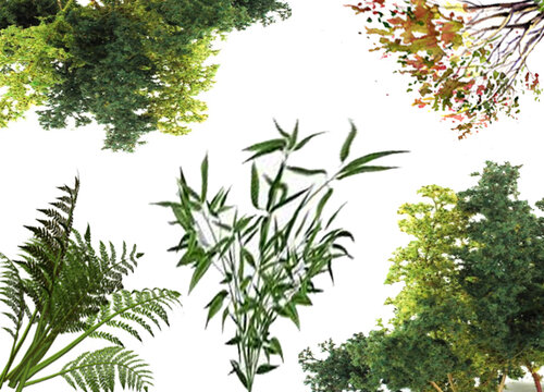 Arbustes-Haye Canne-Plante
