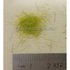 Gras / Grass Groen strooi gras 6mm, inhoud 1/2 Liter 1:32 (05310)            _